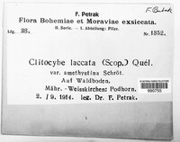 Laccaria laccata image